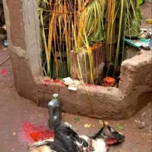 Img 20260114 034319 792 Webp